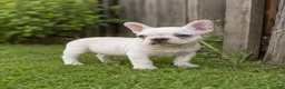 French Bulldog dogs for sale: Betty - Ad 6