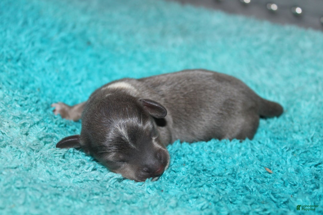 Miniature Dachshund dogs for sale: Belle Mini - Ad 6