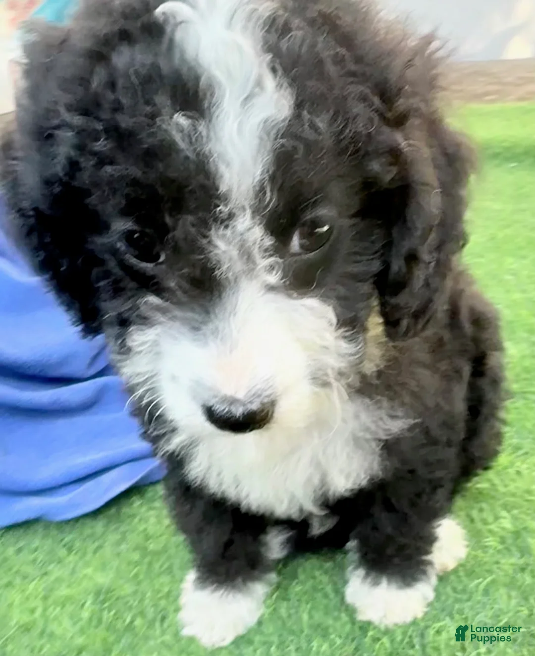 Mini Aussiedoodle dogs for sale: Lincoln - Ad 3