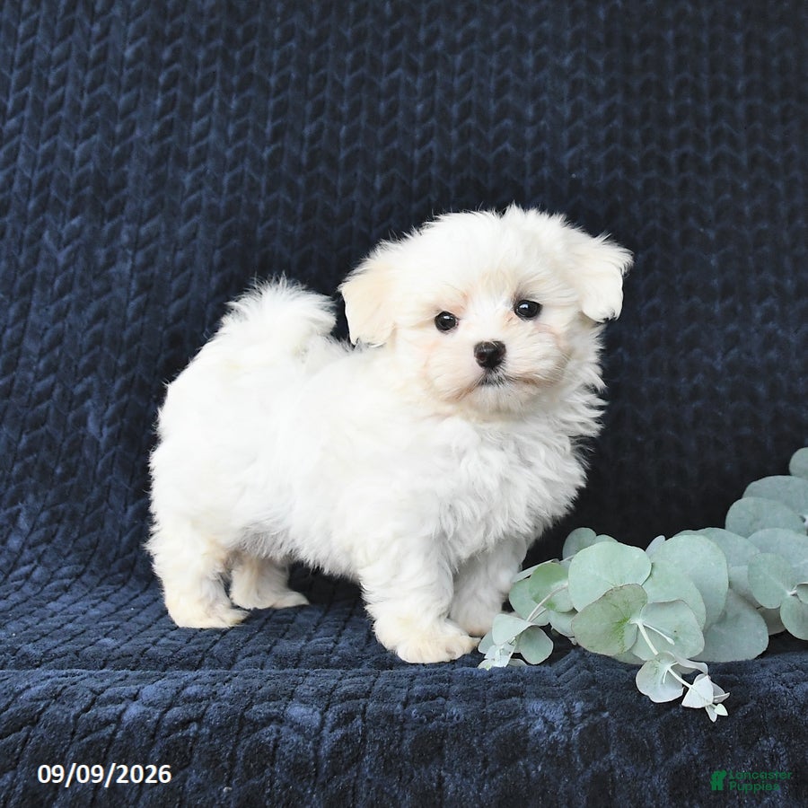 Maltese dogs Travis - Ad 2