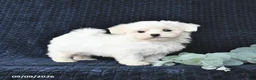 Maltese dogs for sale: Travis - Ad 2