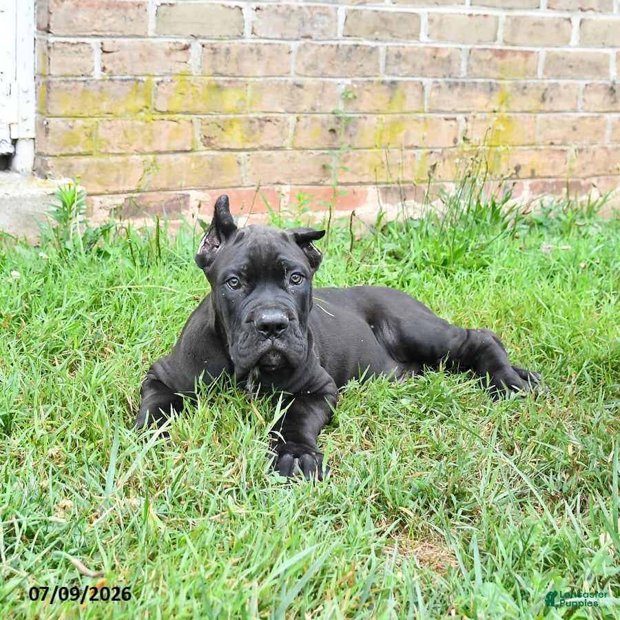 Cane Corso dogs Dune - Ad 2