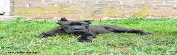Cane Corso dogs for sale: Dune - Ad 2