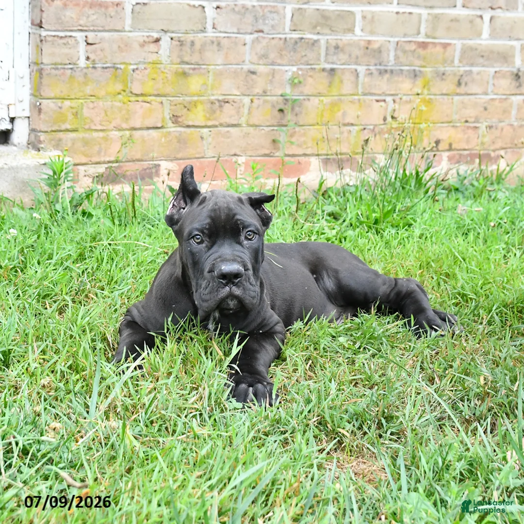 Cane Corso dogs for sale: Dune - Ad 2