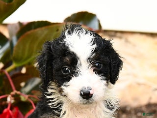Mini Bernedoodle dogs - Ad 9