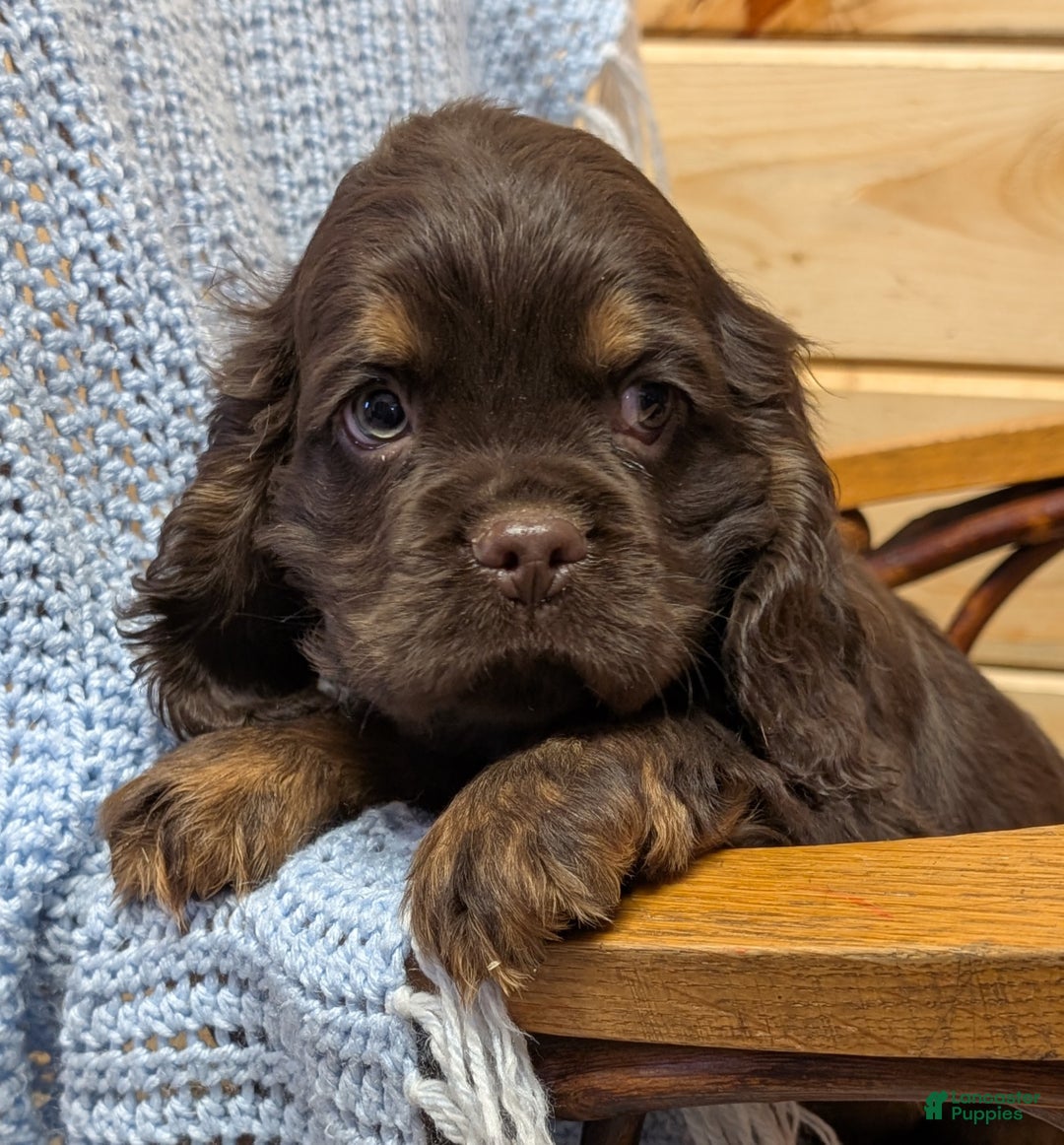 Cocker Spaniel dogs for sale: Wyoming - Ad 1