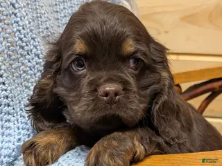 Cocker Spaniel dogs Wyoming - Ad 42