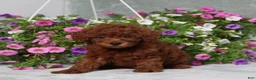 Miniature Poodle dogs for sale: Dustin - Ad 3