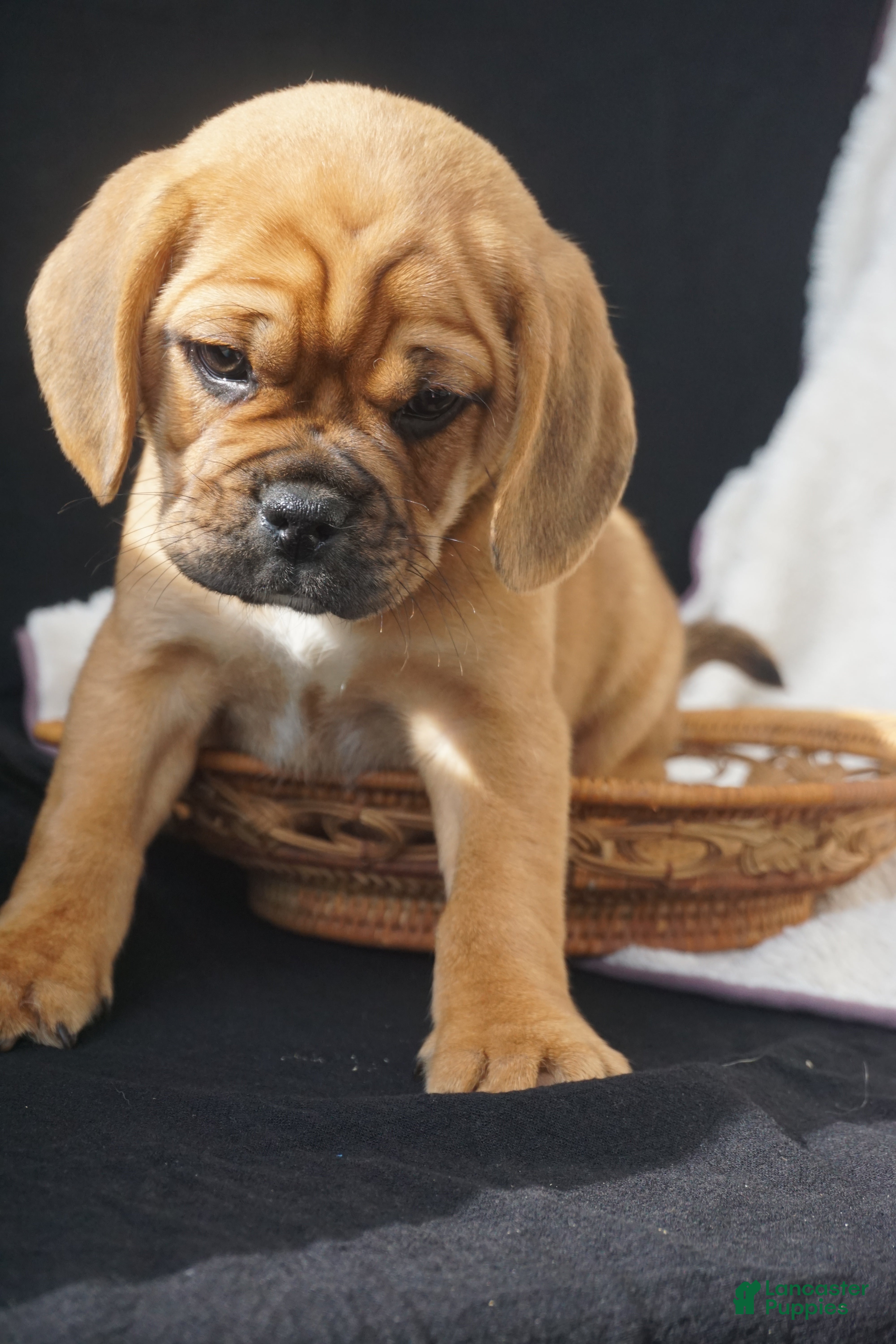 Puggle dogs Patch - Ad 1
