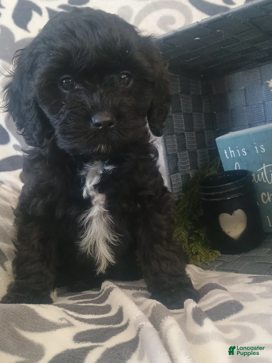 Cavapoo dogs for sale: Rosy - Ad 10