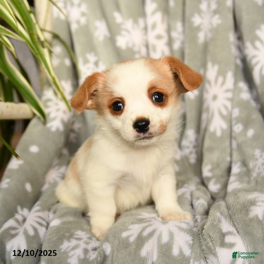 Mixed Breed dogs Mocha - Ad 15