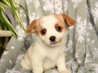 Mixed Breed dogs Mocha - Ad 41