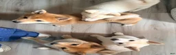 Shiba Inu dogs for sale: Sasha - Ad 6