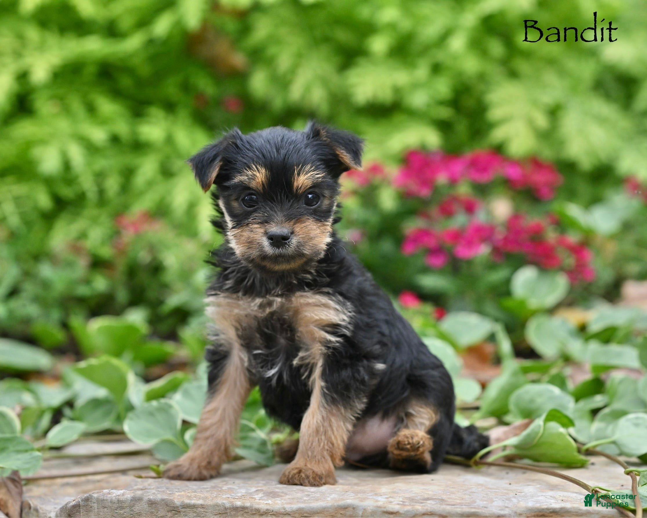 Morkie dogs Bandit - Ad 1