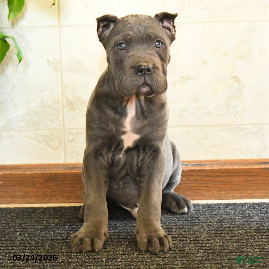 Cane Corso dogs Yankee - Ad 1