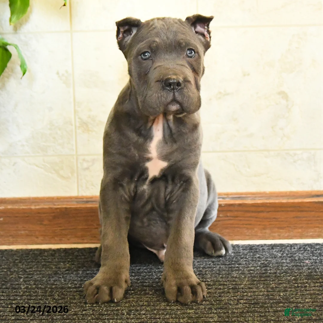 Cane Corso dogs for sale: Yankee - Ad 1