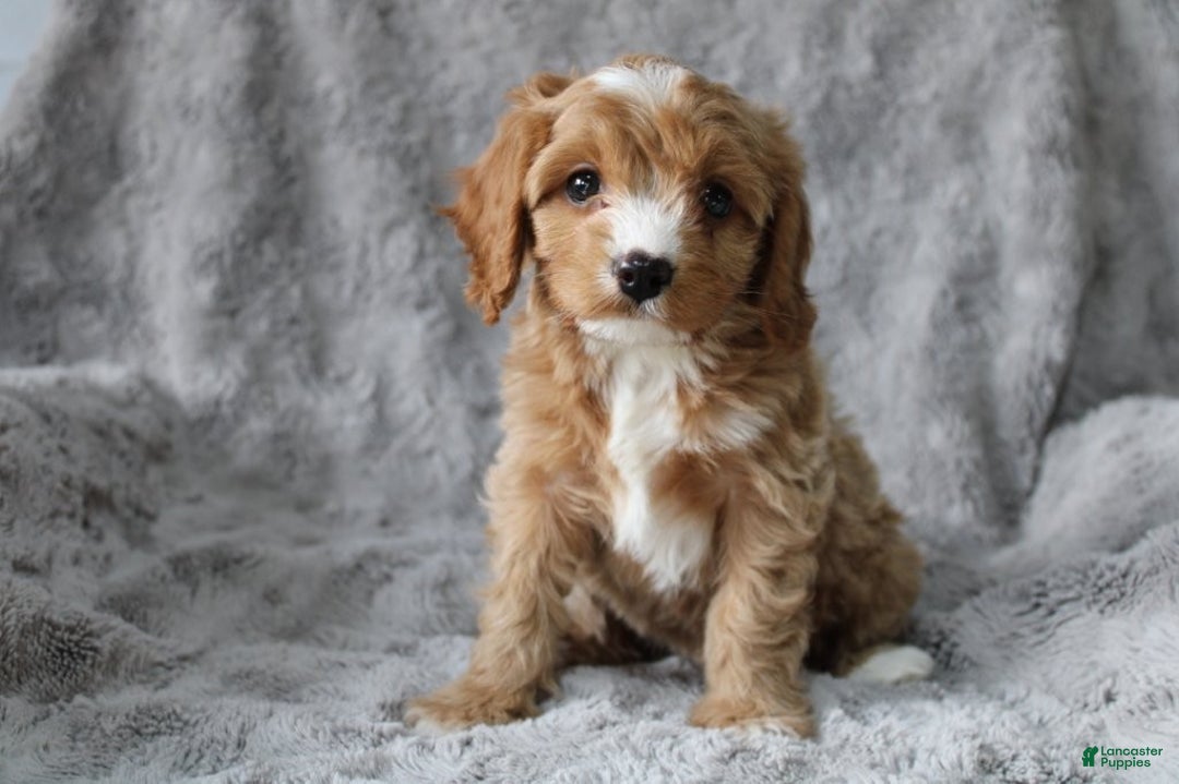 Mixed Breed dogs for sale: CAVA-POO-CHON male - JETT - Ad 4