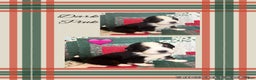 Bernese Mountain Dog dogs for sale: Duchess - Ad 5