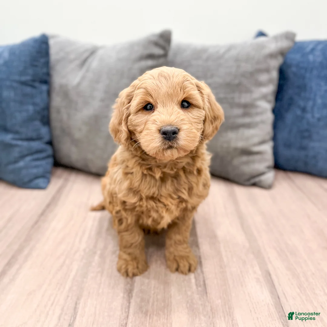 Mini Goldendoodle dogs for sale: Ryder - Ad 1
