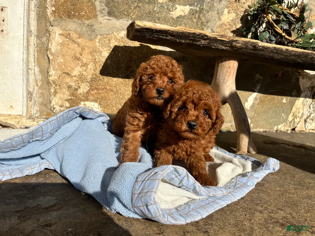 Toy Poodle dogs for sale: Little Tot❤️🐾AKC 6/7 lb❤️Call or Text 717-940-9223 - Ad 6