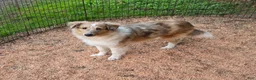 Shetland Sheepdog dogs for sale: Shetland Sheepdog 2 - Ad 7