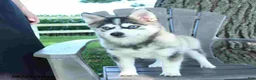 Pomsky dogs for sale: Andre - Ad 3