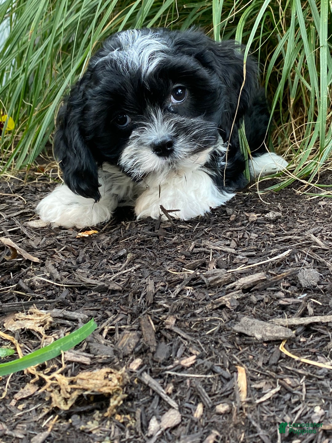 Mixed Breed dogs for sale: Lenny  - Ad 6