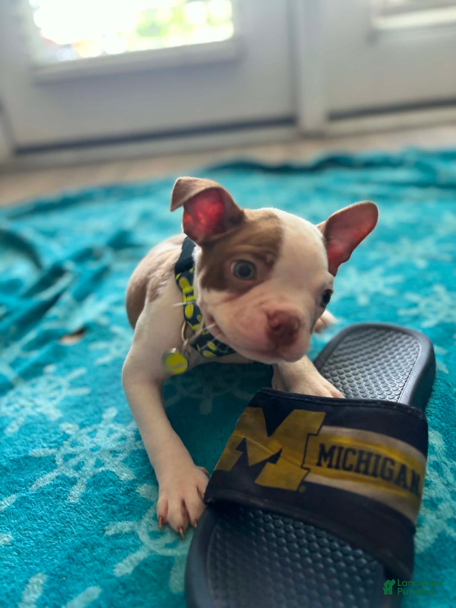 Boston Terrier dogs Boston Terrier Puppy 2 - Ad 1
