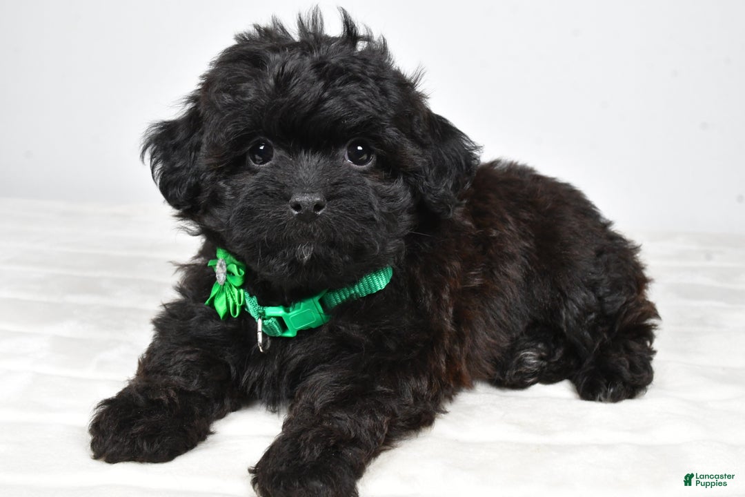 Shihpoo dogs for sale: Ivory - Ad 6