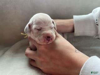 Dalmatian dogs Dalmatian Puppy 3 - Ad 8