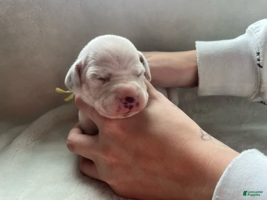 Dalmatian dogs for sale: Dalmatian Puppy 3 - Ad 1