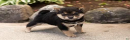 Shiba Inu dogs for sale: Matrika  - Ad 4