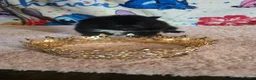 Pomeranian dogs for sale: Tamera  - Ad 7