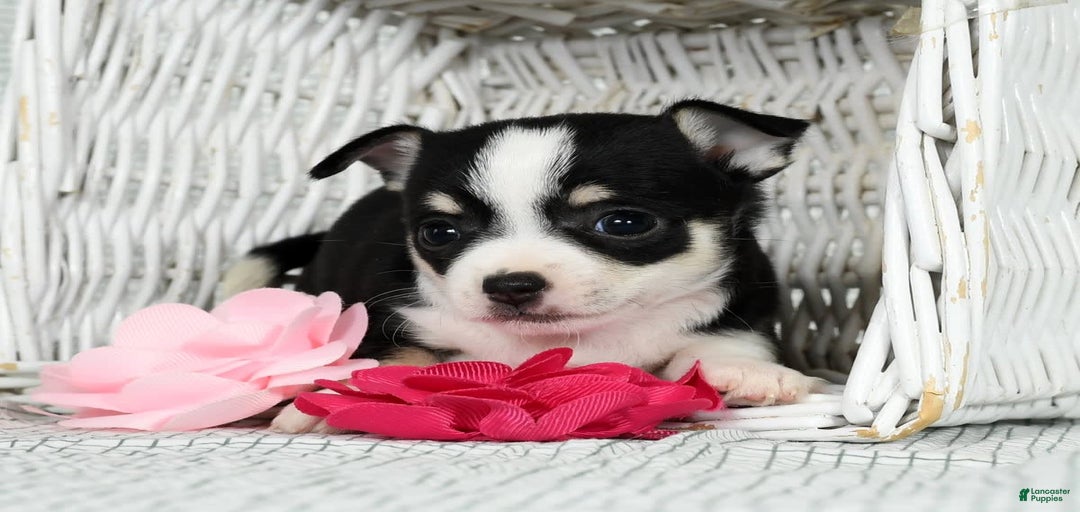 Gallery Image {{count}}