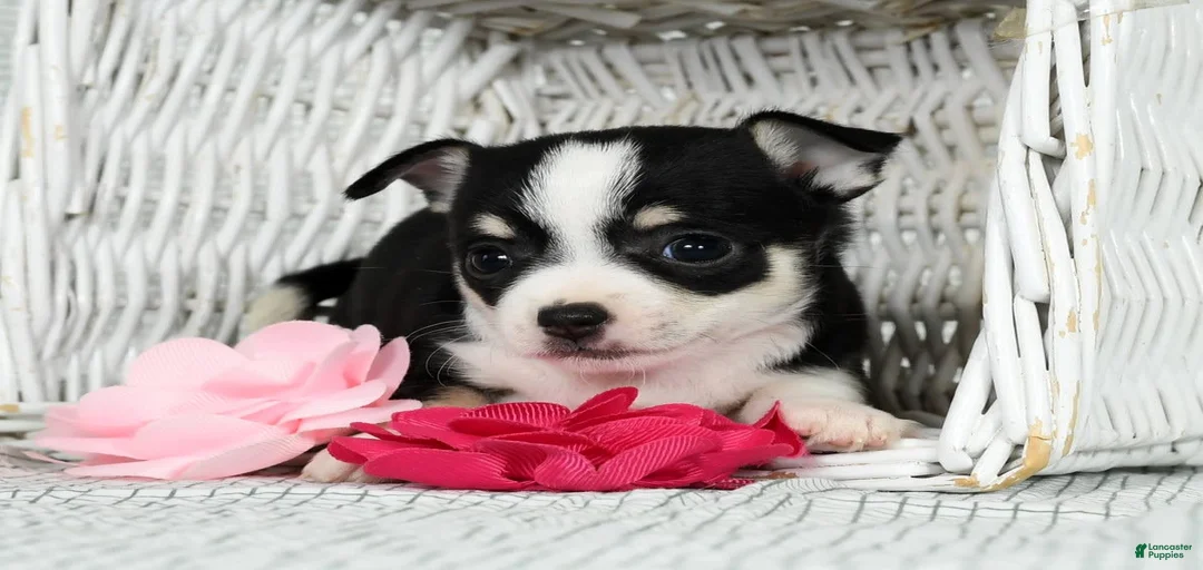 Gallery Image {{count}}