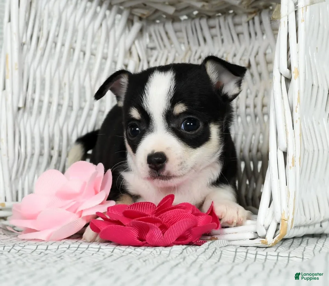 Gallery Image {{count}}