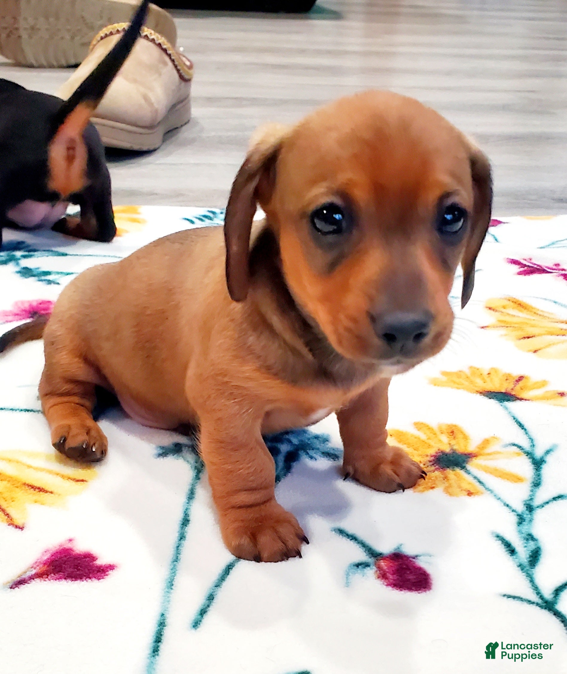 Miniature Dachshund dogs Tippy - Ad 25