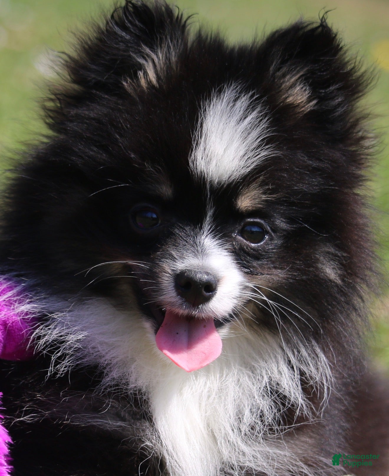 Pomsky dogs Lily  - Ad 1