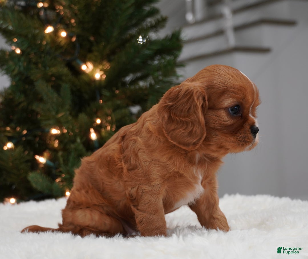 Cavalier King Charles Spaniel dogs for sale: Charolette  - Ad 7