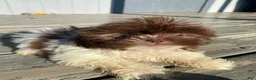 Shih Tzu dogs for sale: Willow - Ad 11
