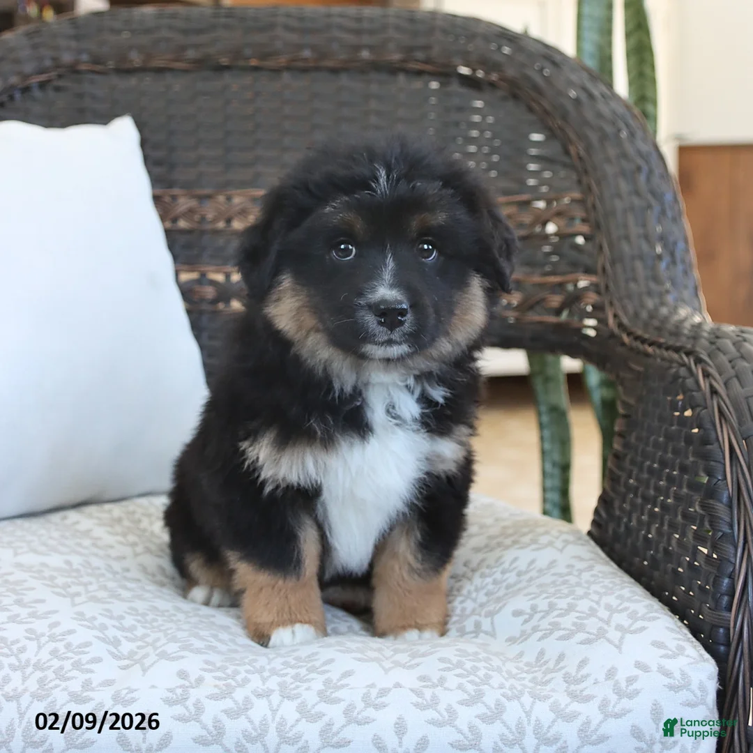 Miniature Australian Shepherd dogs for sale: Fern - Ad 3