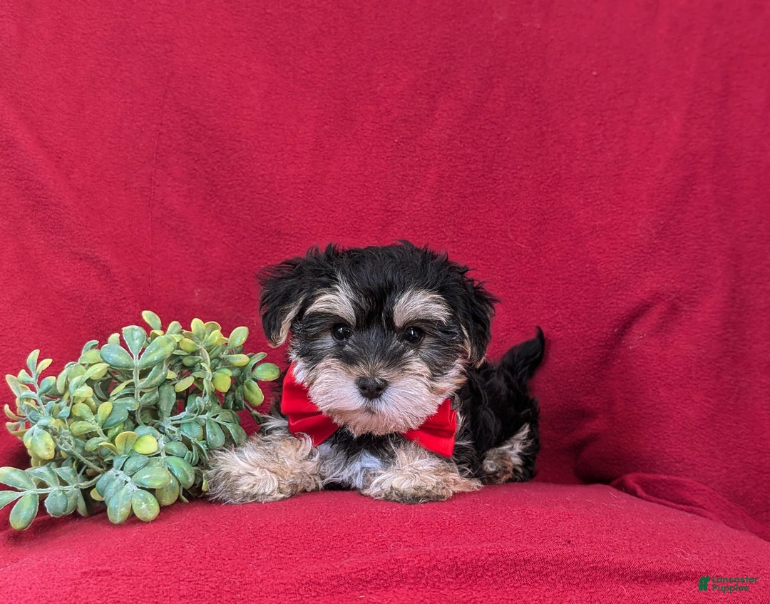 Morkie dogs for sale: Chas 6 lbs Full Grown - Ad 8
