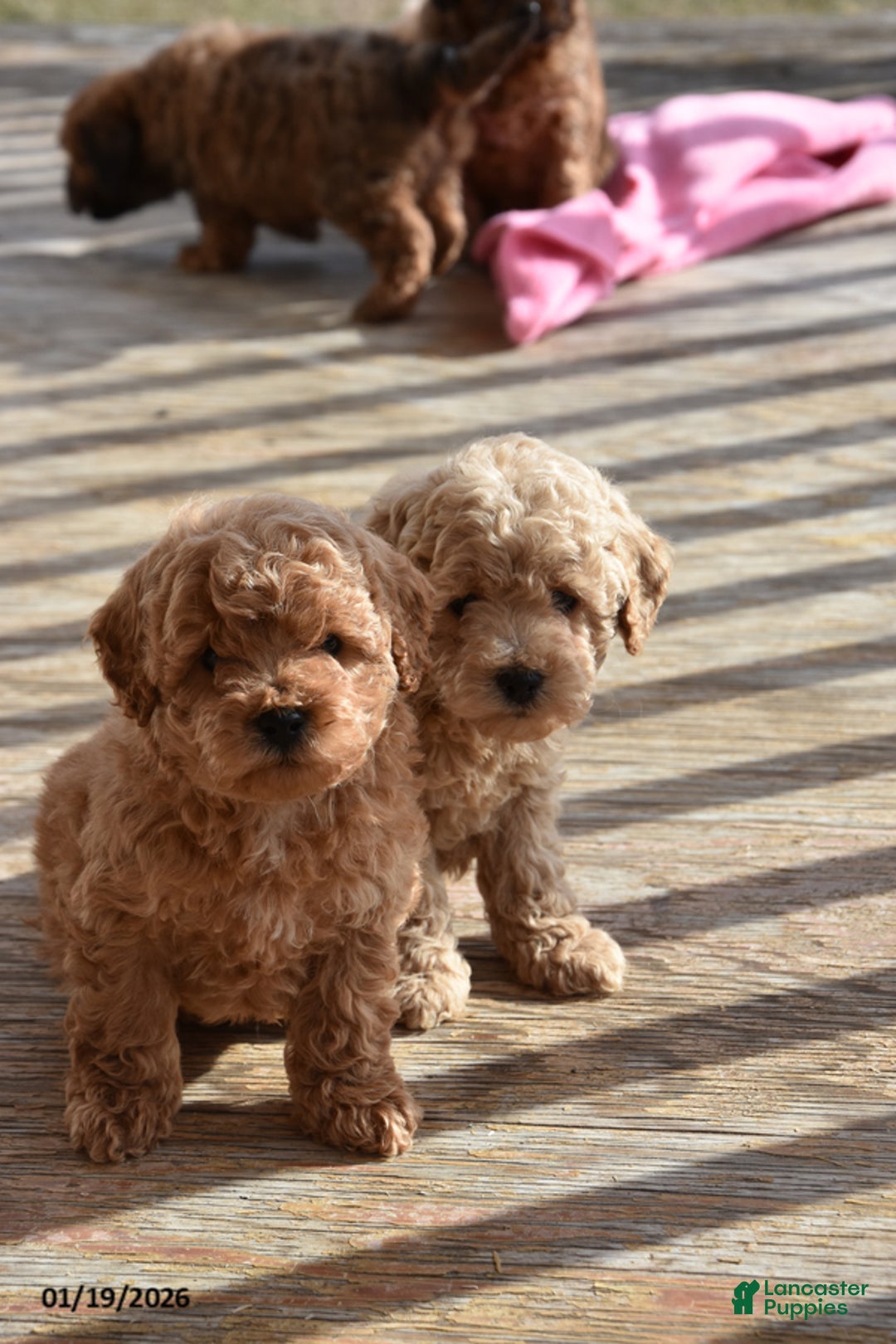 Cockapoo dogs for sale: Mike - Ad 3