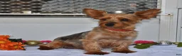 Yorkshire Terrier dogs for sale: Abigail - Ad 4