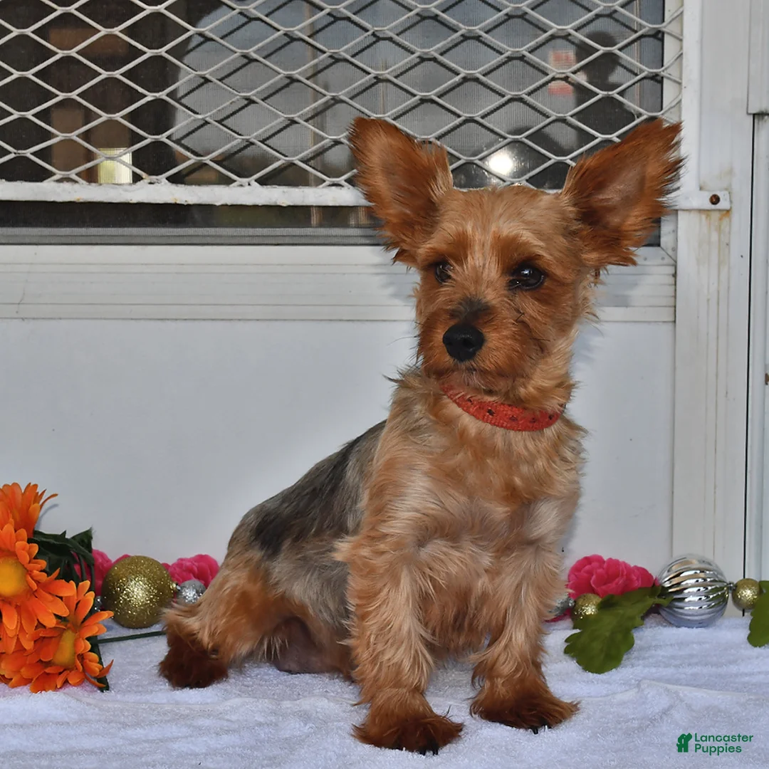 Yorkshire Terrier dogs for sale: Abigail - Ad 4