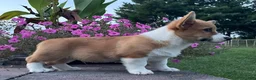 Welsh Corgi Pembroke dogs for sale: Welsh Corgi Pembroke 5 - Ad 5