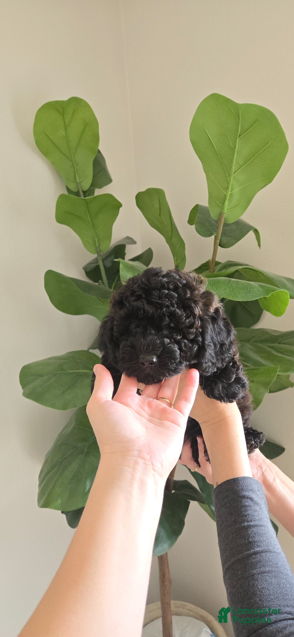 Toy Poodle dogs Toy Poodle Puppy 2 - Ad 14