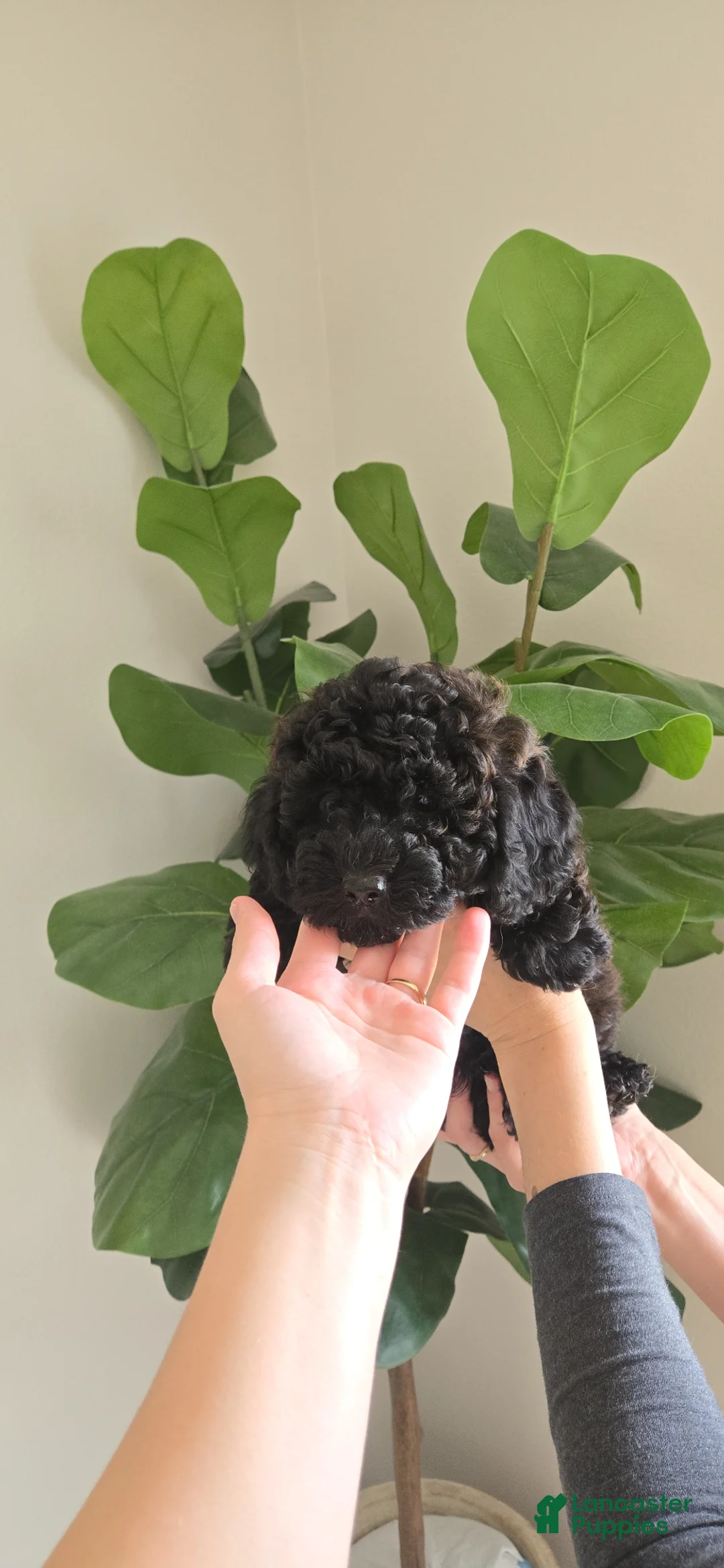 Toy Poodle dogs for sale: Toy Poodle Puppy 2 - Ad 1
