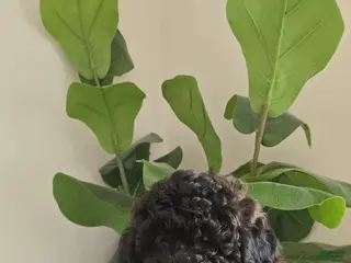 Toy Poodle dogs Toy Poodle Puppy 2 - Ad 14