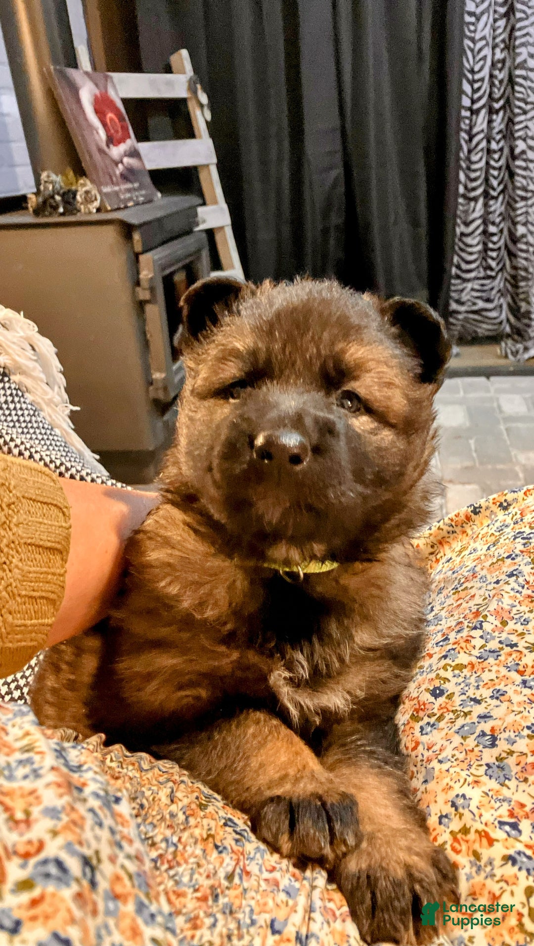 German Shepherd dogs for sale: ♥️SWEET SABLE ♥️ - Ad 28